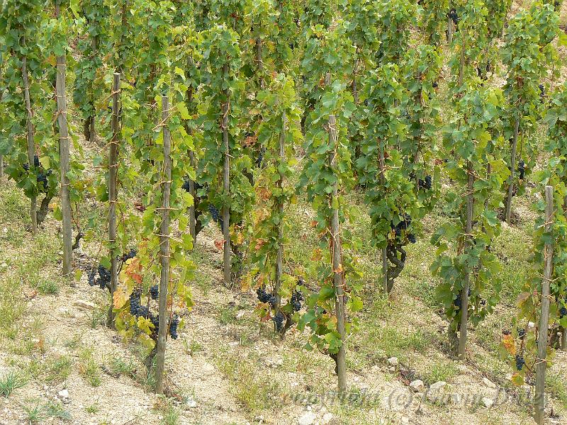 Syrah vines, Hermitage vineyards P1140111.JPG